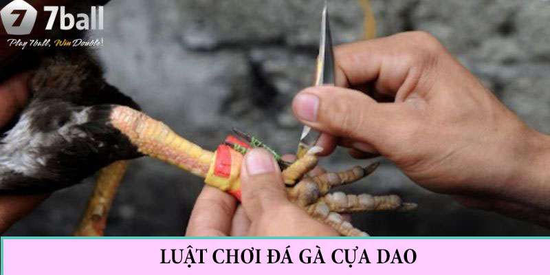 Đá gà cựa dao và các thông tin về luật chơi