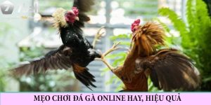 Mẹo Chơi Đá Gà Online Giúp Bet Thủ Đặt Đâu Trúng Đó