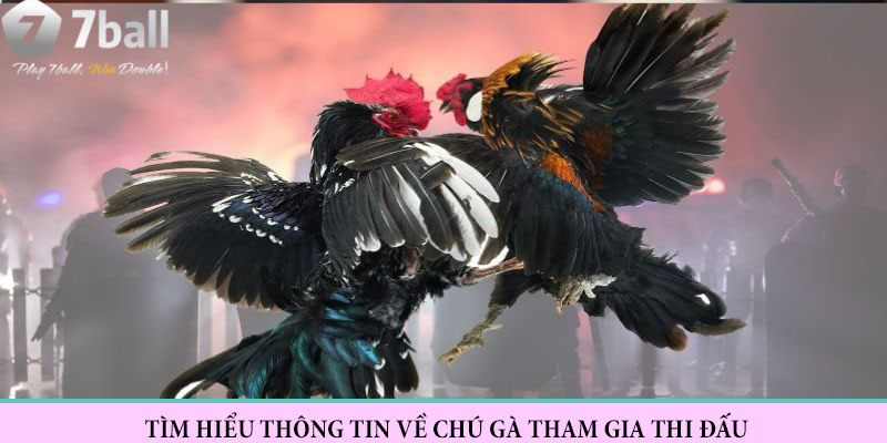 Mẹo chơi đá gà online bằng cách tìm hiểu thông tin của gà đá