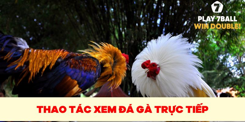 Hướng dẫn các thao tác xem đá gà trực tiếp