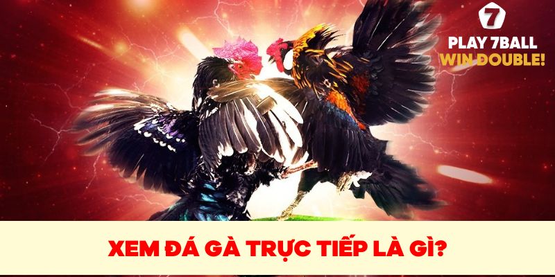 Xem đá gà trực tiếp là gì?